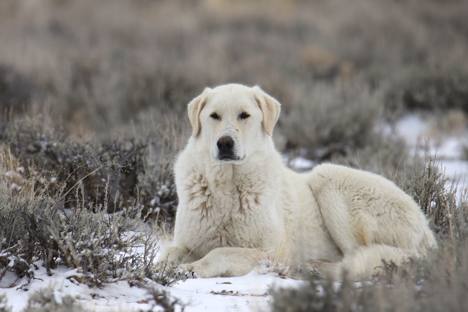 Kuvasz