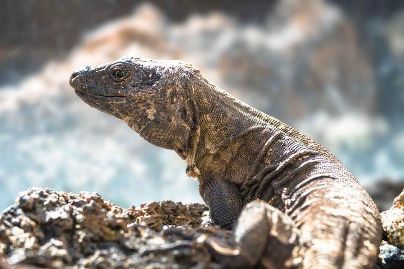 La Palma Giant Lizard