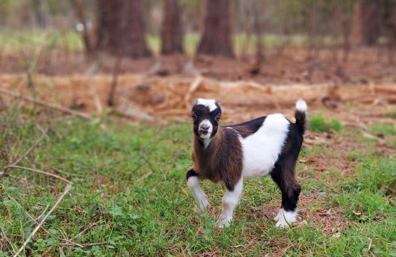 LaMancha Goat