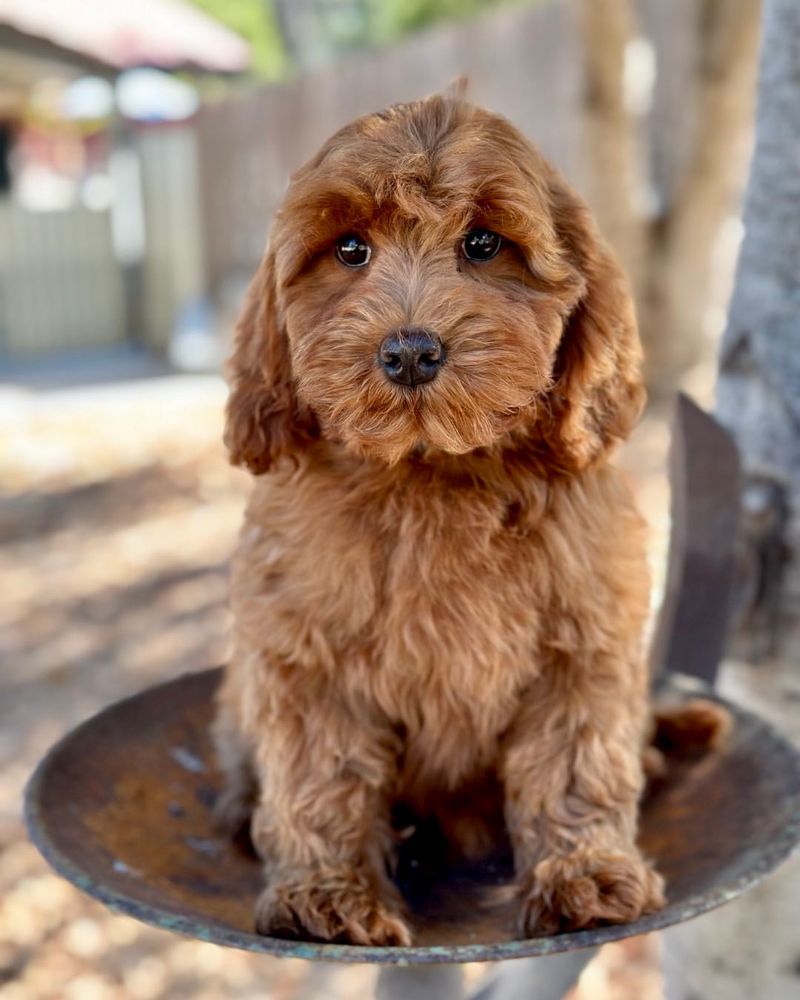 Labradoodle