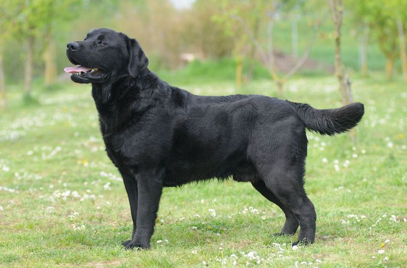 Labrador Health and Lifespan