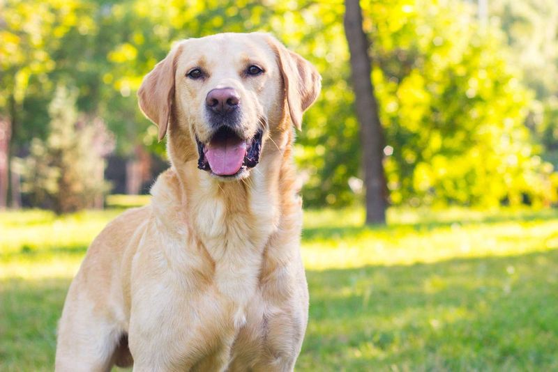 Labrador Retriever