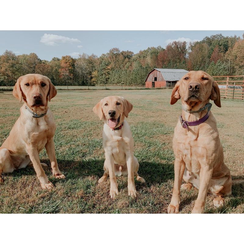 Labrador Retriever