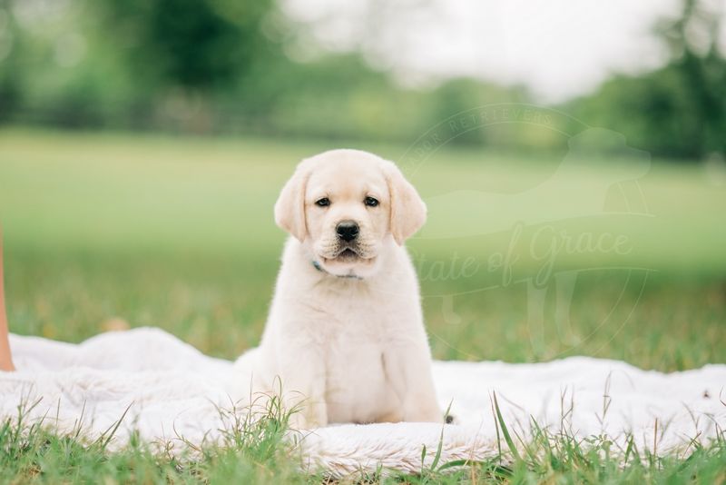 Labrador Retriever