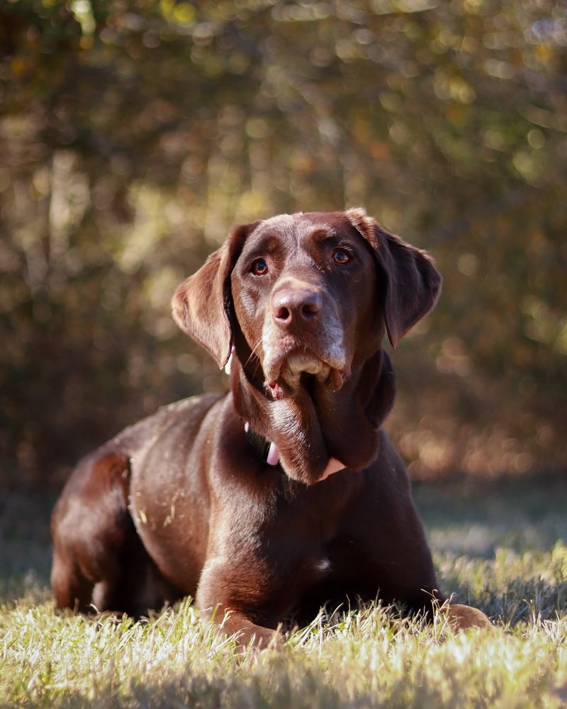 Labrador Retriever