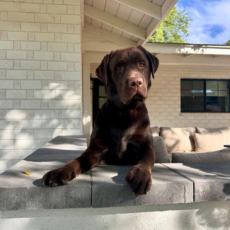 Labrador Retriever