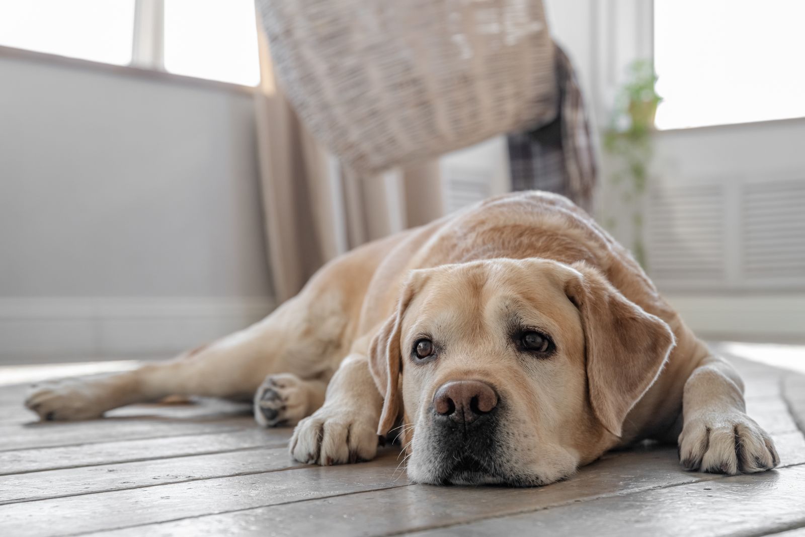 Labrador Retriever