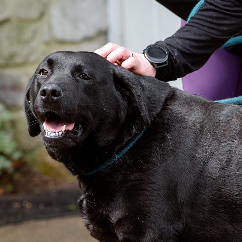 Labradors and Aging Gracefully