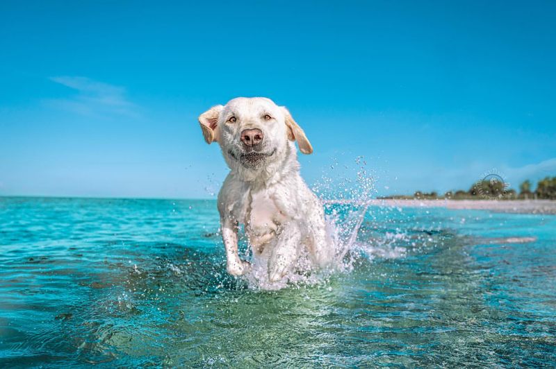 Labradors and Water