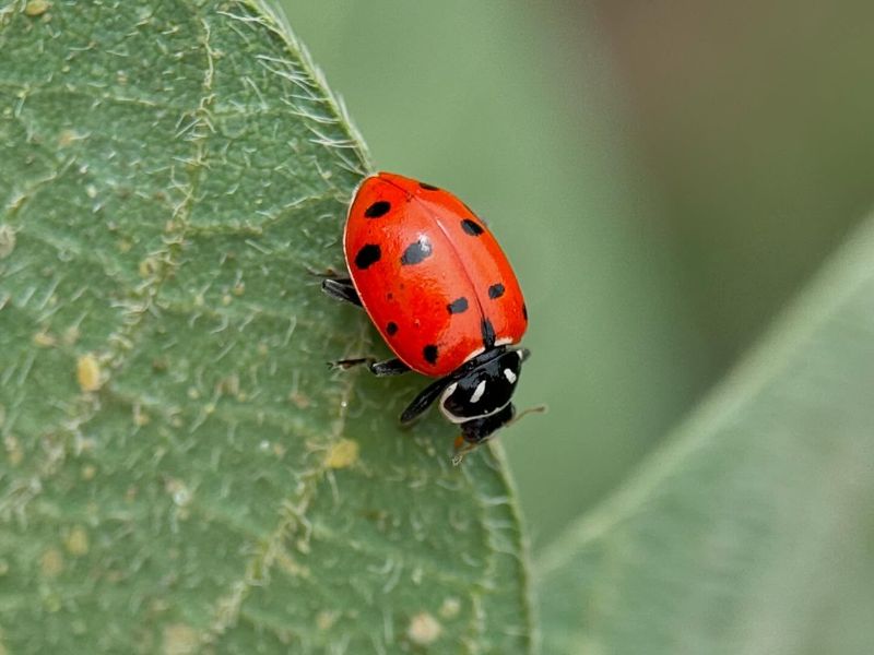 Ladybug