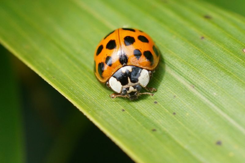 Ladybugs