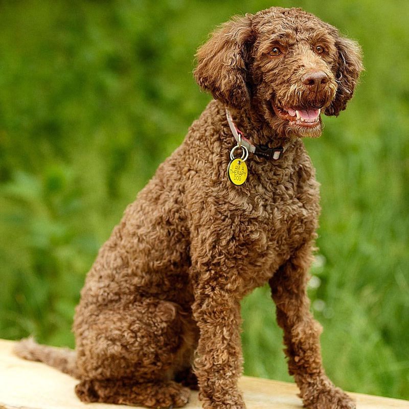 Lagotto Romagnolo