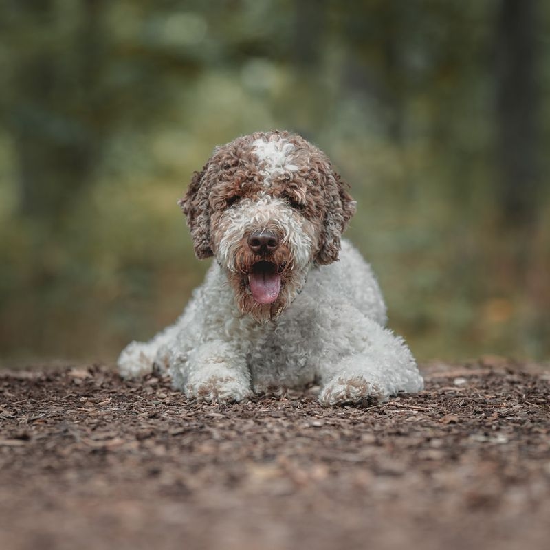 Lagotto Romagnolo