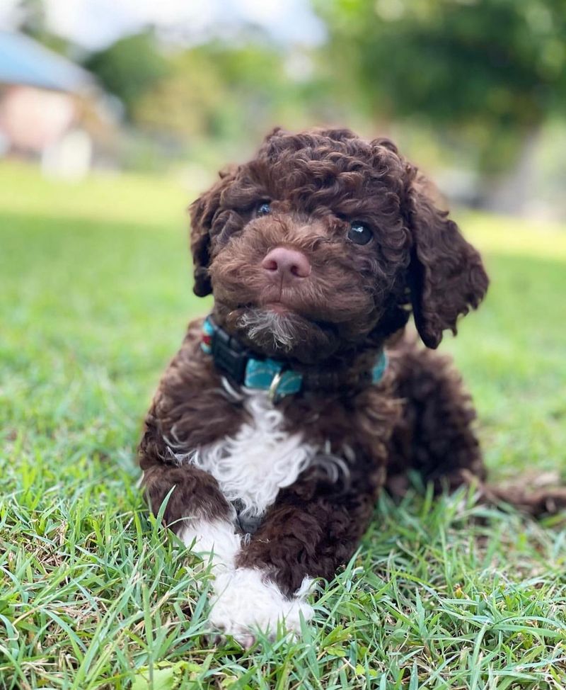 Lagotto Romagnolo