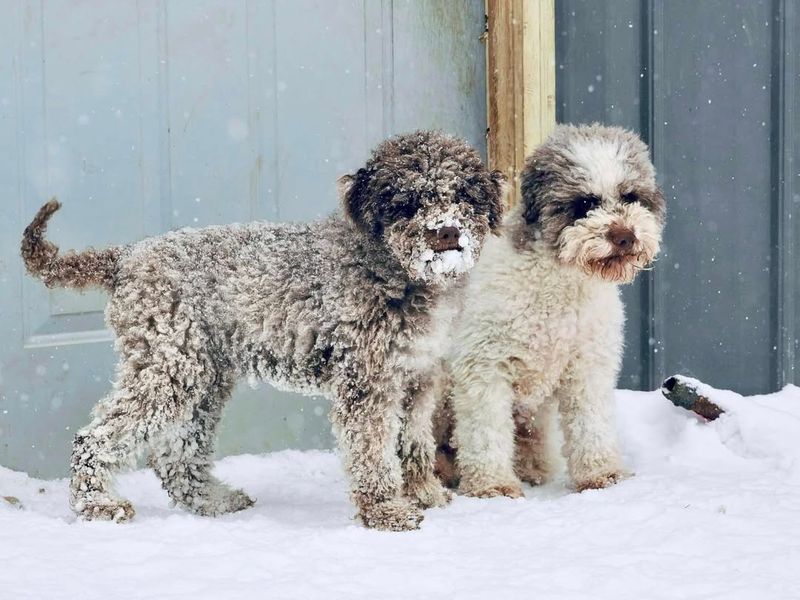 Lagotto Romagnolo