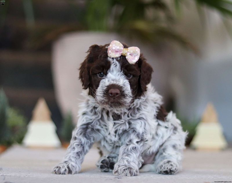 Lagotto Romagnolo