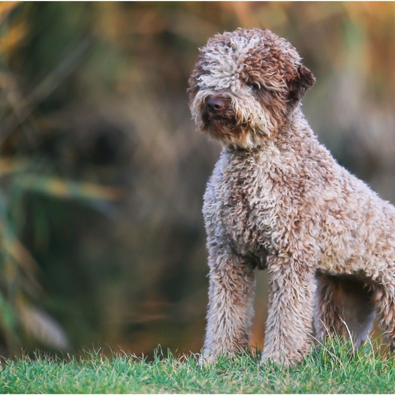 Lagotto Romagnolo