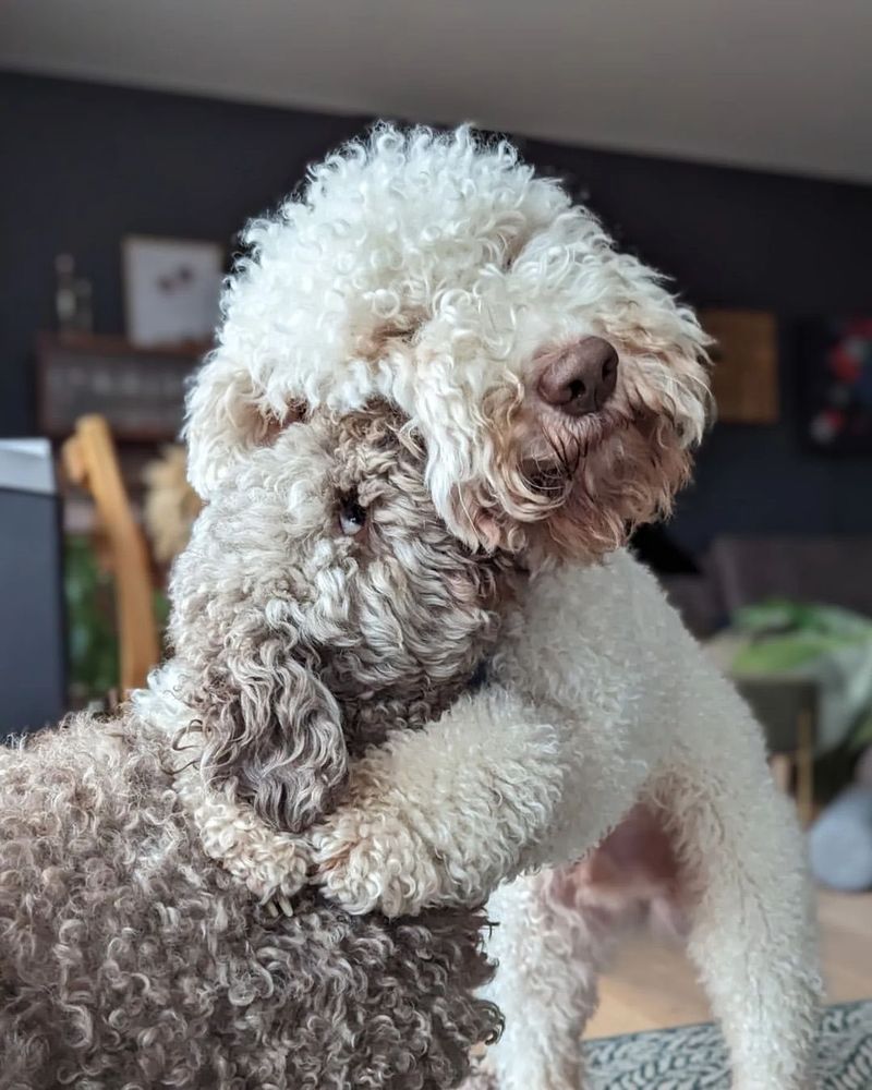 Lagotto Romagnolo