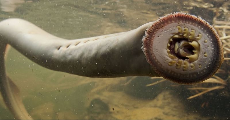 Lamprey