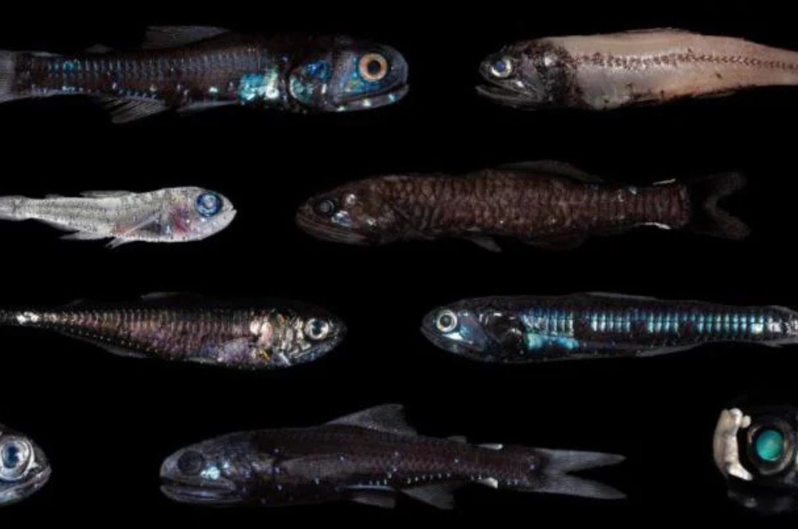 Lanternfish