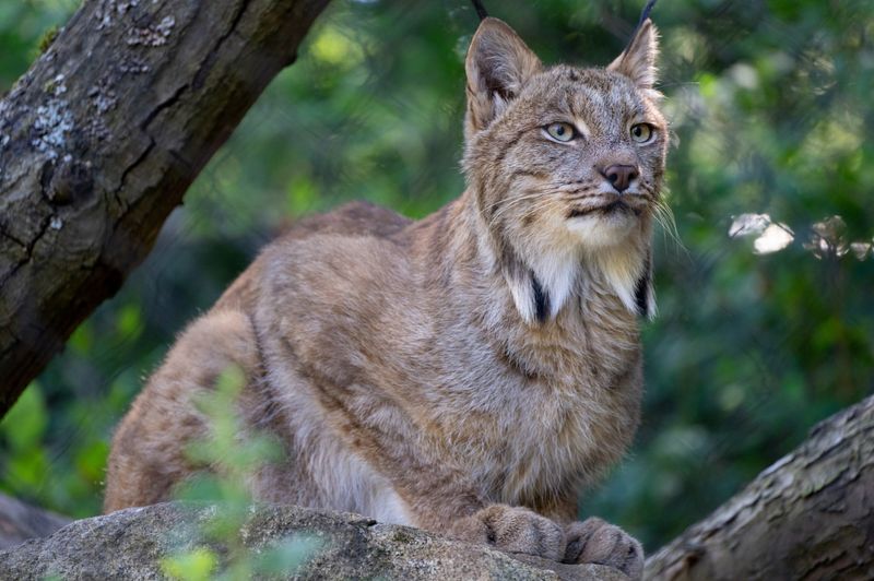 Large Cats (like Lynxes)