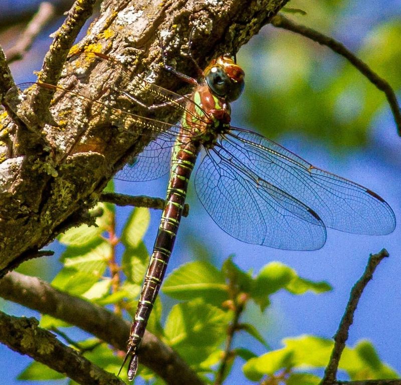 Large Dragonfly