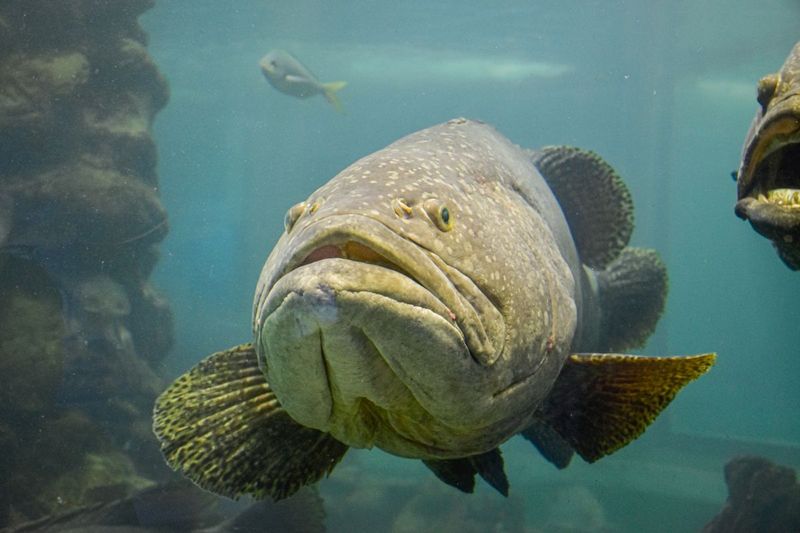 Large Groupers