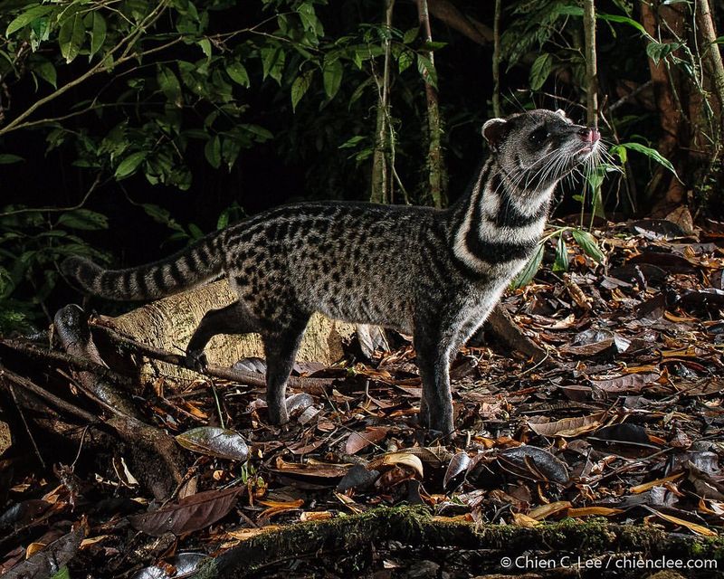 Large-Spotted Civet