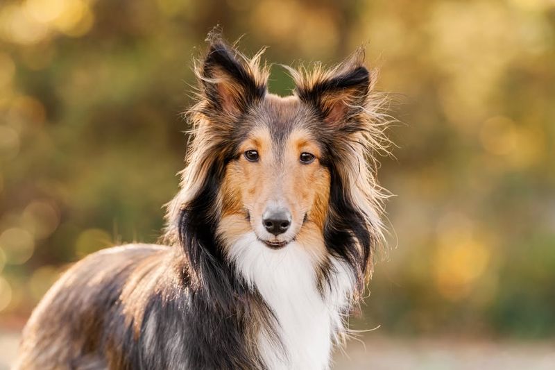 Lassie