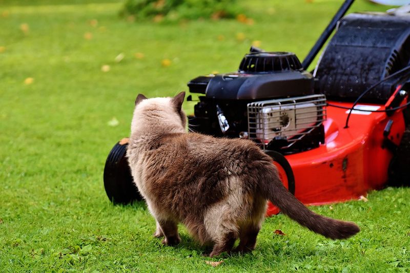 Lawn Mowers