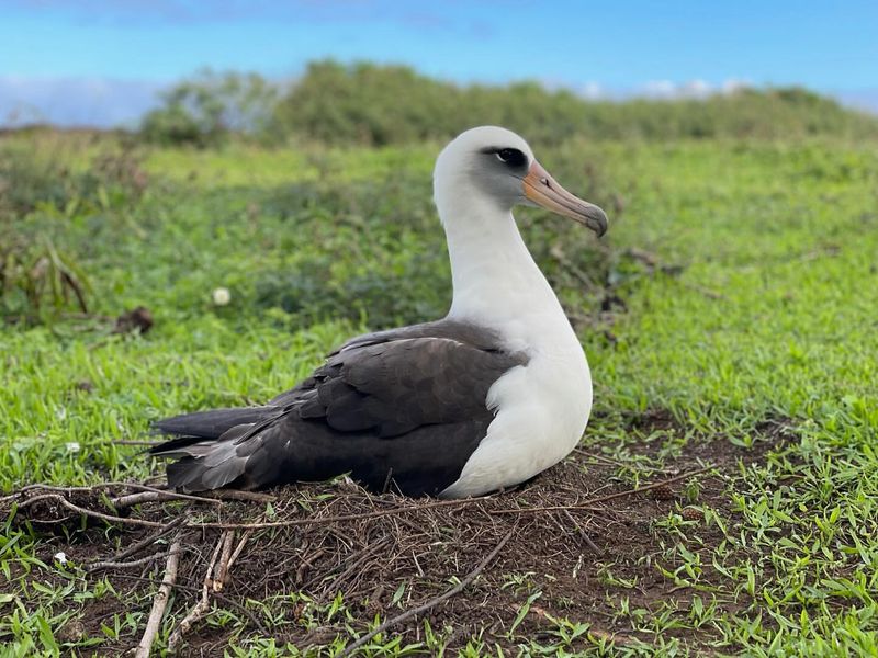 Laysan Albatross