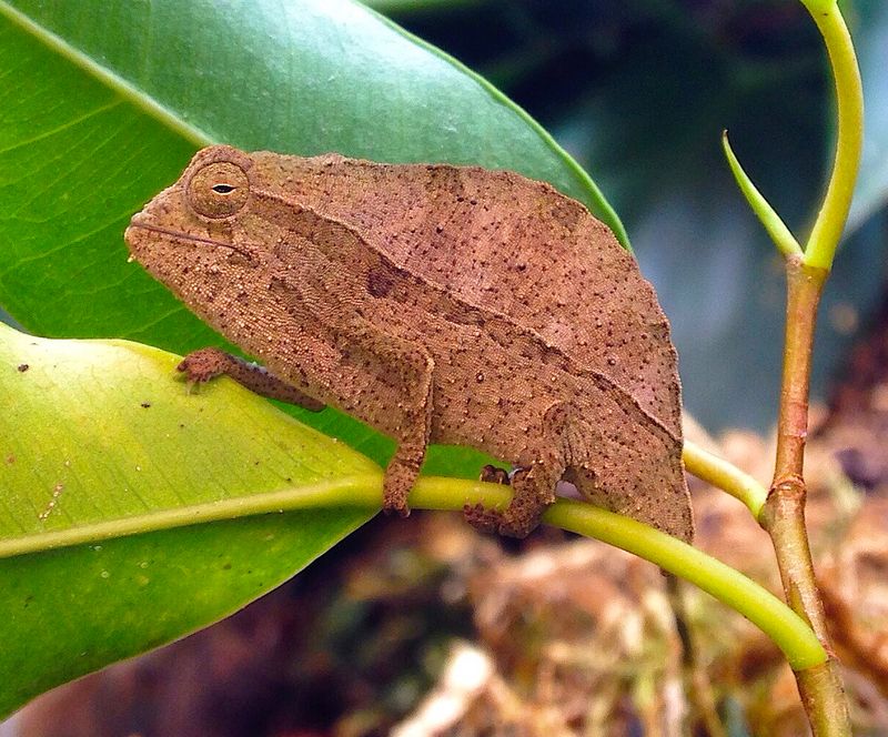 Leaf Chameleon