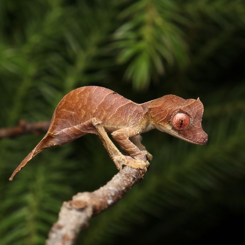 Leaf Gecko