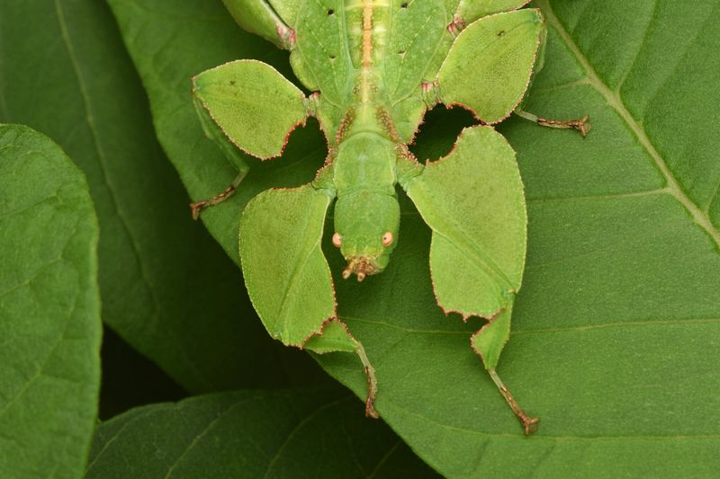 Leaf Insect