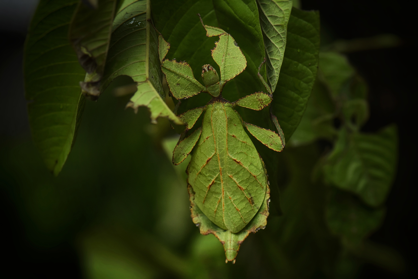 leaf insects