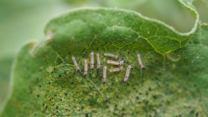 Leaf Miners