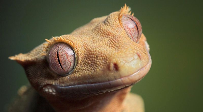 Leaf-Tailed Gecko