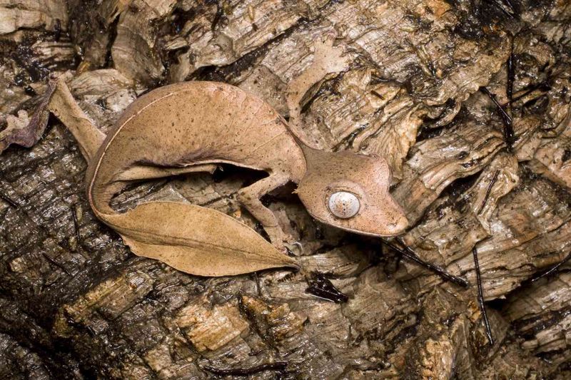 Leaf-Tailed Gecko