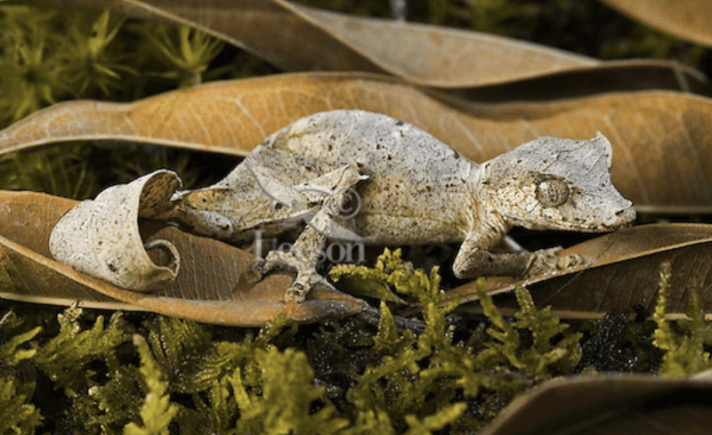 Leaf-Tailed Gecko