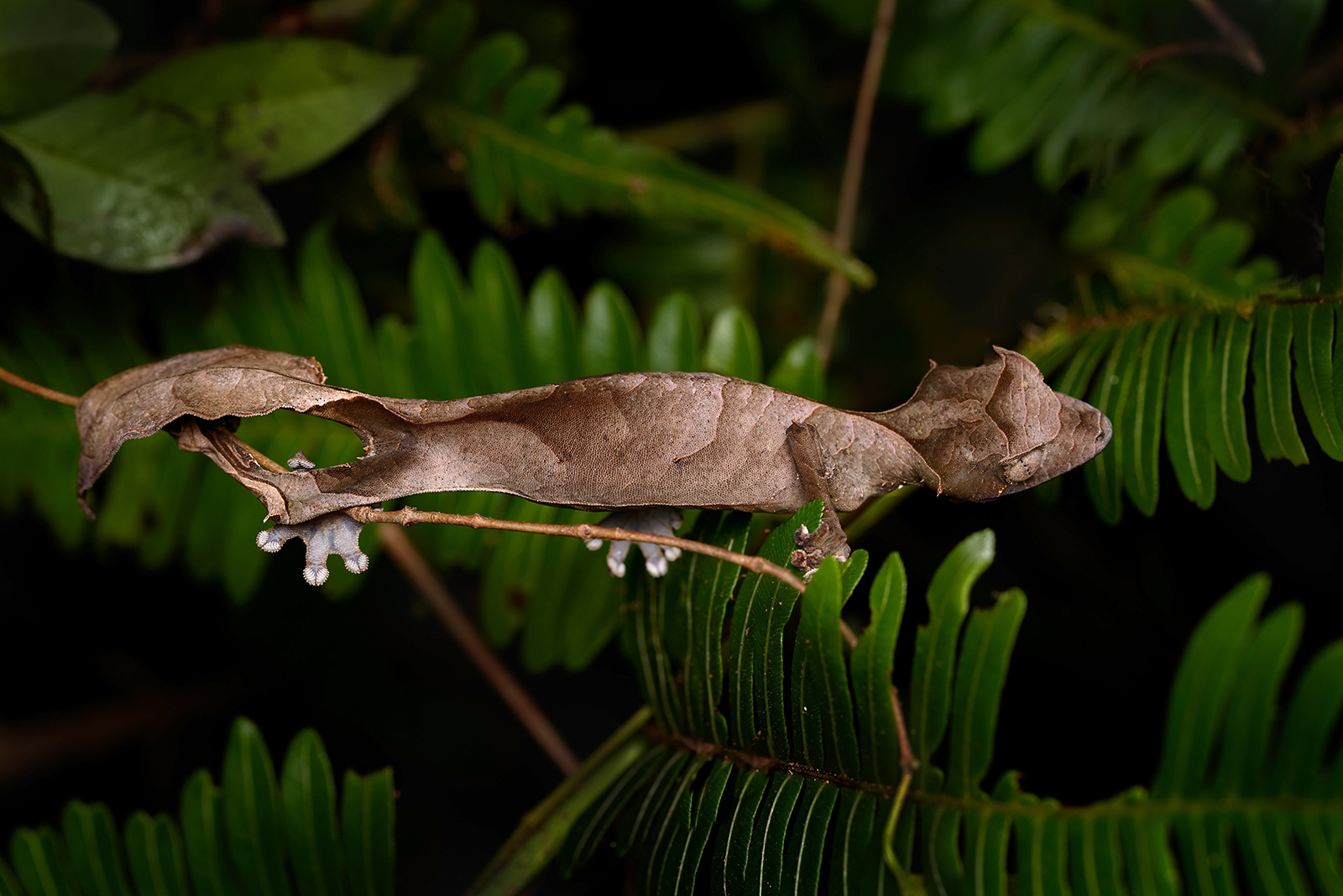 leaf-tailed geckos