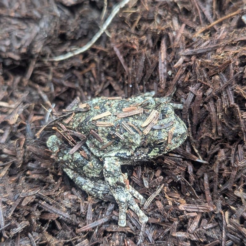 Leaf-litter Toad