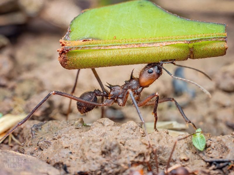 Leafcutter Ant