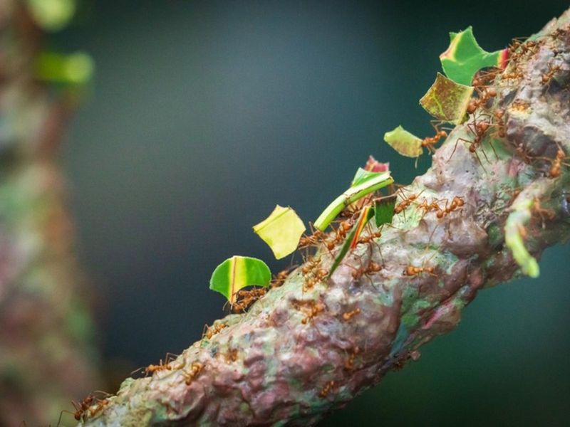 Leafcutter Ant Fungus Gardens