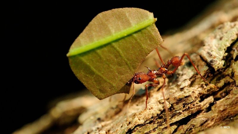 Leafcutter Ant