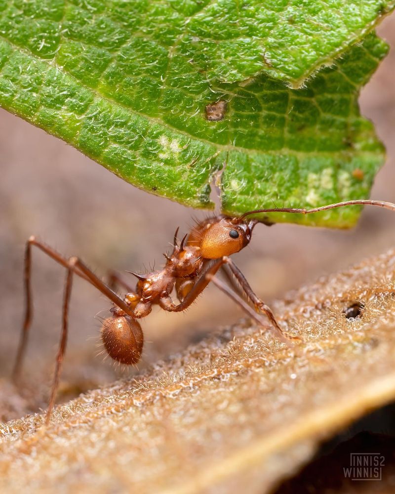 Leafcutter Ants' Farming Skills