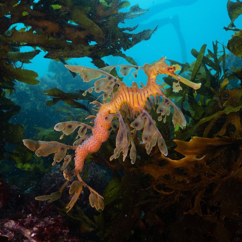 Leafy Sea Dragon