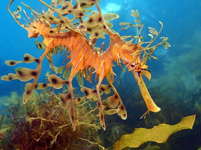 Leafy Sea Dragon