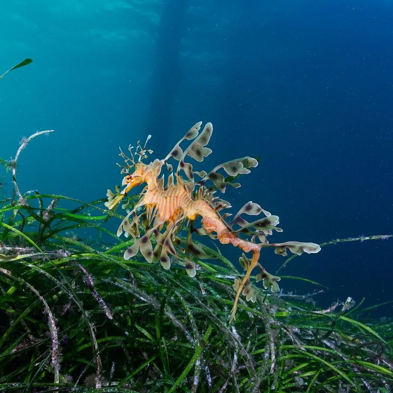 Leafy Sea Dragon