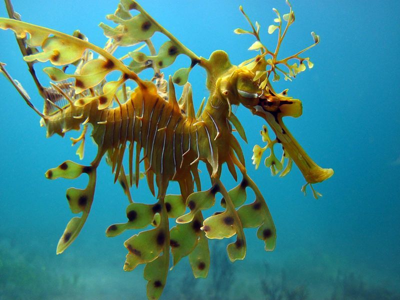 Leafy Sea Dragon