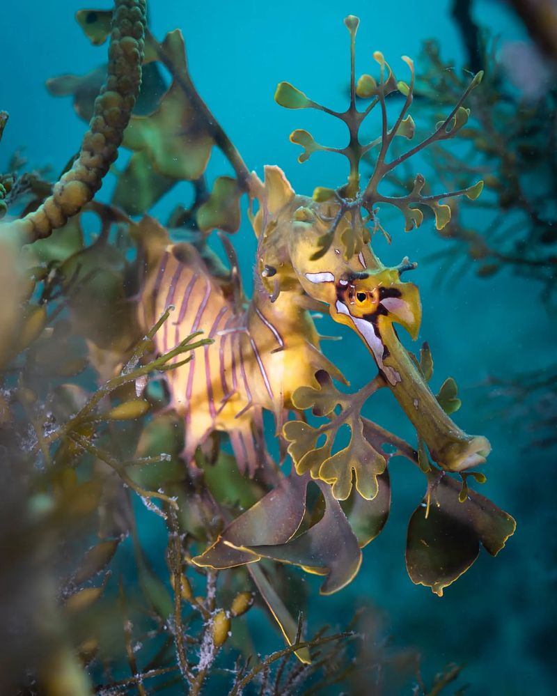 Leafy Sea Dragon